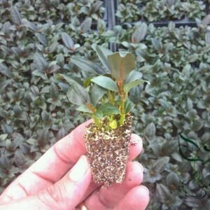 Ficus Elastica, Rubber Fig Seed 1000 PCS, Rubber Bush Xiangpishu