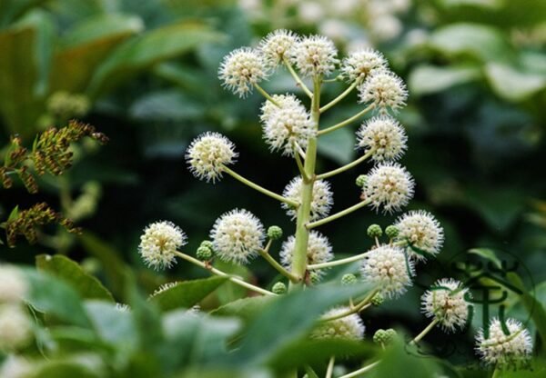 Fatsia Japonica, Japanese Aralia Seed 1000 PCS, Aralia Japonica Bajiao Jinpan - Image 6