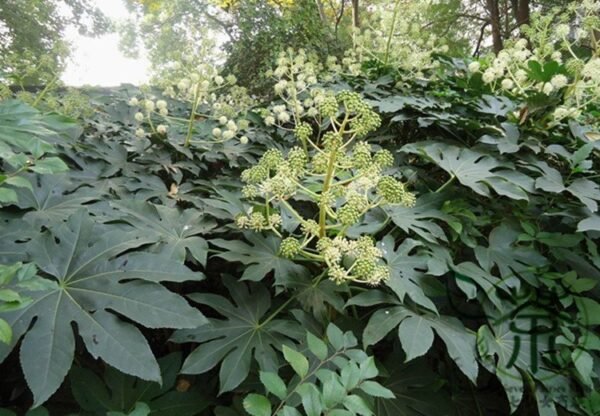 Fatsia Japonica, Japanese Aralia Seed 1000 PCS, Aralia Japonica Bajiao Jinpan - Image 7