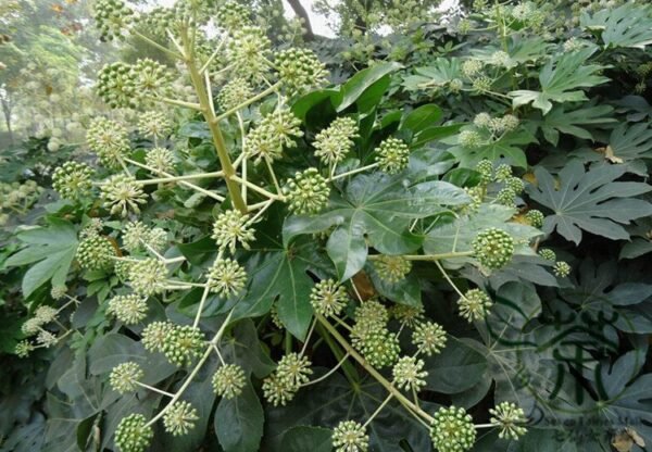 Fatsia Japonica, Japanese Aralia Seed 1000 PCS, Aralia Japonica Bajiao Jinpan - Image 8