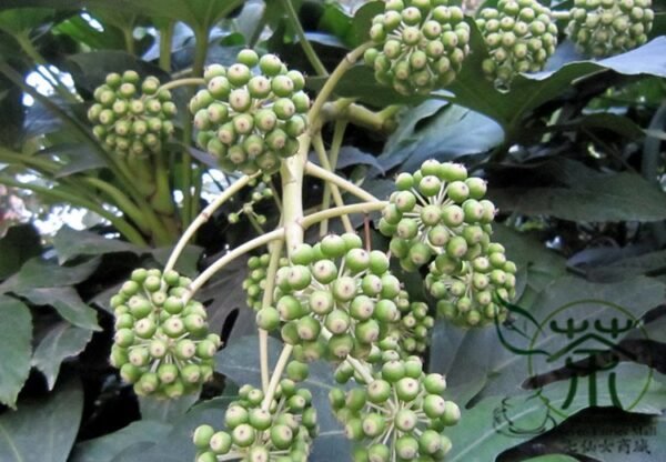 Fatsia Japonica, Japanese Aralia Seed 1000 PCS, Aralia Japonica Bajiao Jinpan