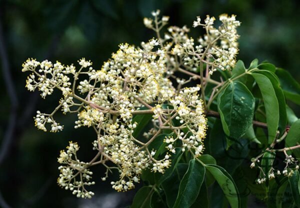 Evodia Daniellii, Tetradium Daniellii Seed 2000 PCS, Bee-bee Tree Choutan - Image 6