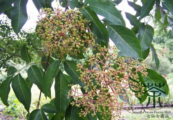 Evodia Daniellii, Tetradium Daniellii Seed 2000 PCS, Bee-bee Tree Choutan - Image 7