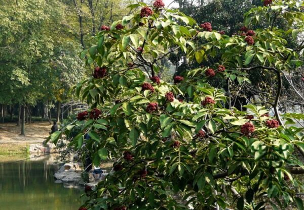 Evodia Daniellii, Tetradium Daniellii Seed 2000 PCS, Bee-bee Tree Choutan - Image 9