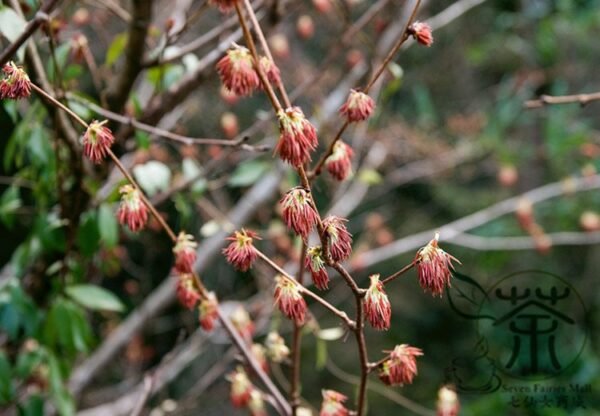 Euptelea Pleiosperma, Euptelea Davidiana Seed 1000 PCS, Tree Seeds Lingchunmu - Image 3