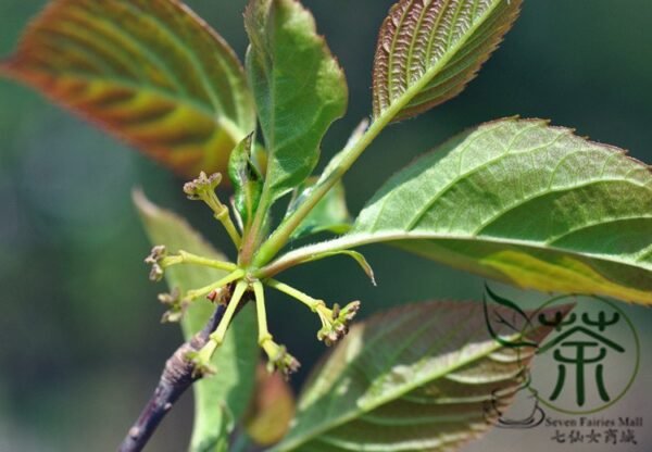 Euptelea Pleiosperma, Euptelea Davidiana Seed 1000 PCS, Tree Seeds Lingchunmu - Image 5