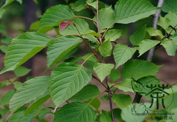 Euptelea Pleiosperma, Euptelea Davidiana Seed 1000 PCS, Tree Seeds Lingchunmu - Image 6