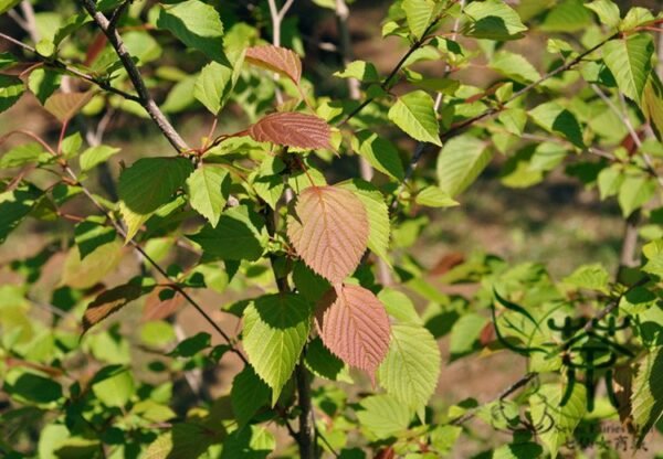 Euptelea Pleiosperma, Euptelea Davidiana Seed 1000 PCS, Tree Seeds Lingchunmu - Image 7