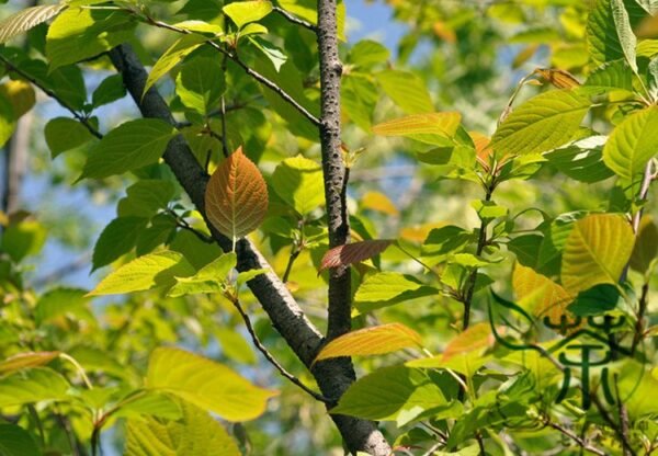 Euptelea Pleiosperma, Euptelea Davidiana Seed 1000 PCS, Tree Seeds Lingchunmu - Image 8