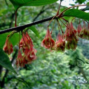 Euptelea Pleiosperma, Euptelea Davidiana Seed 1000 PCS, Tree Seeds Lingchunmu