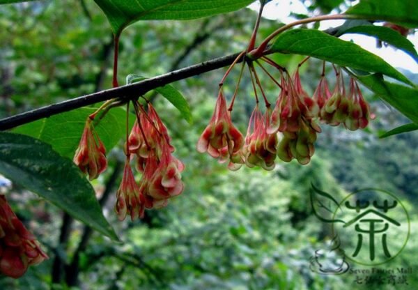 Euptelea Pleiosperma, Euptelea Davidiana Seed 1000 PCS, Tree Seeds Lingchunmu