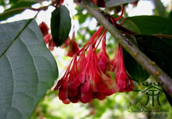 Euptelea Pleiosperma, Euptelea Davidiana Seed 1000 PCS, Tree Seeds Lingchunmu - Image 9