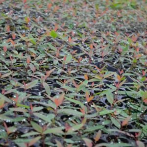 Eucalyptus Citriodora, Corymbia Citriodora Seed 2000 PCS, Tree Seeds Anshu