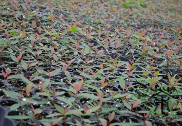 Eucalyptus Citriodora, Corymbia Citriodora Seed 2000 PCS, Tree Seeds Anshu