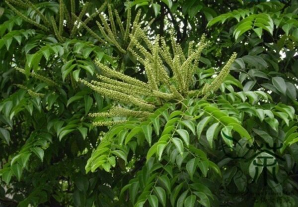 Erythrophleum Fordii, Ge Mu 100 PCS, Precious Hardwood Species Tree Seeds - Image 4