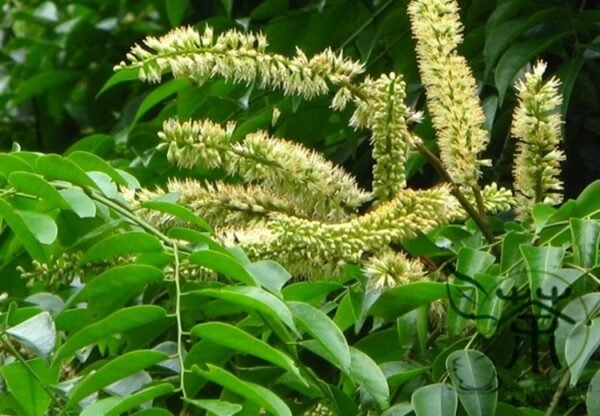 Erythrophleum Fordii, Ge Mu 100 PCS, Precious Hardwood Species Tree Seeds - Image 5