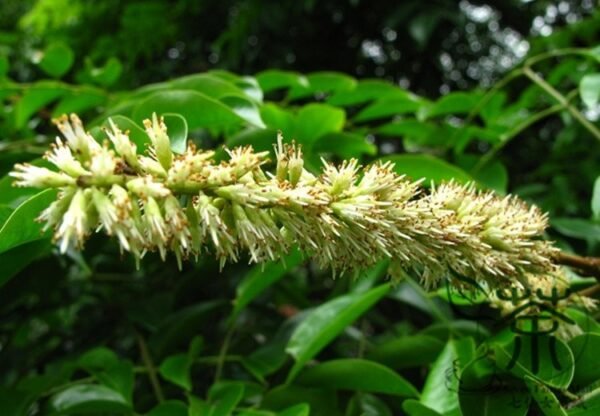 Erythrophleum Fordii, Ge Mu 100 PCS, Precious Hardwood Species Tree Seeds - Image 6