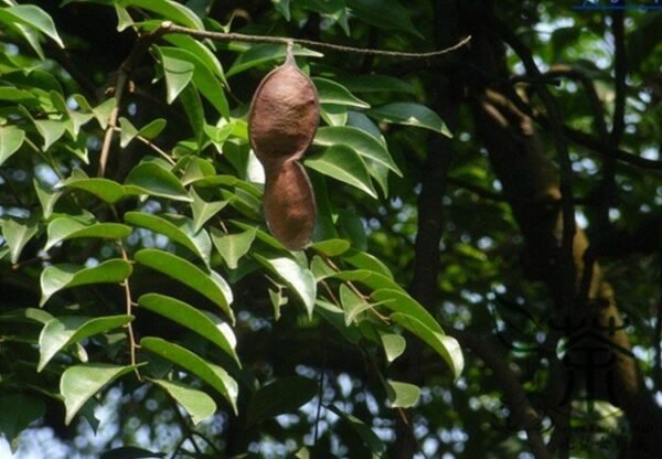 Erythrophleum Fordii, Ge Mu 100 PCS, Precious Hardwood Species Tree Seeds - Image 7