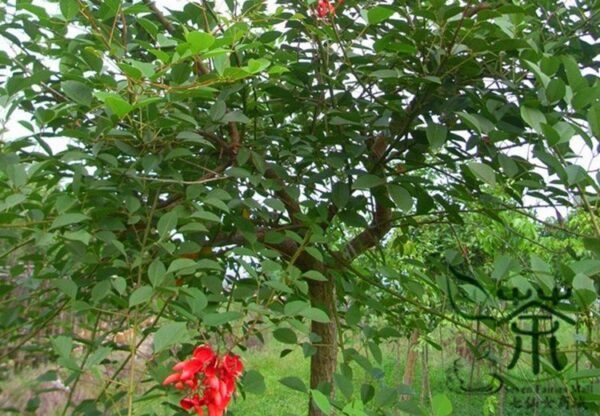 Erythrina Crista-galli, Cockspur Coral Tree Seed 200 PCS, Jiguan Citong - Image 4