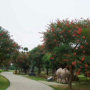 Erythrina Crista-galli, Cockspur Coral Tree Seed 200 PCS, Jiguan Citong