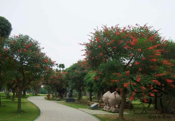 Erythrina Crista-galli, Cockspur Coral Tree Seed 200 PCS, Jiguan Citong