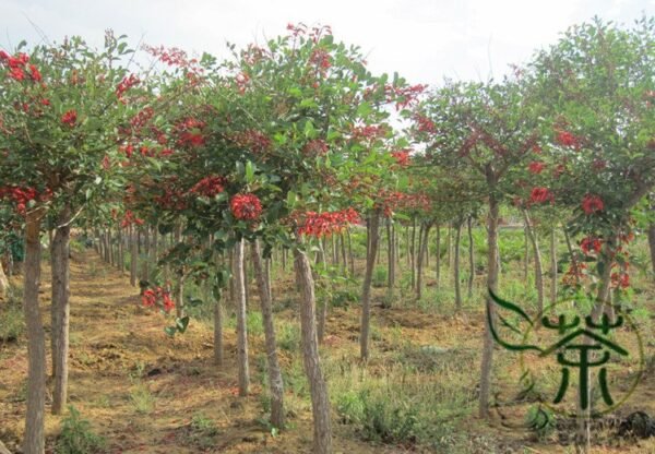 Erythrina Crista-galli, Cockspur Coral Tree Seed 200 PCS, Jiguan Citong - Image 5