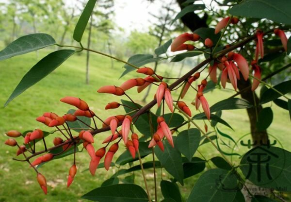 Erythrina Crista-galli, Cockspur Coral Tree Seed 200 PCS, Jiguan Citong - Image 6