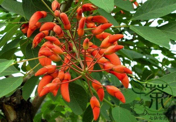 Erythrina Crista-galli, Cockspur Coral Tree Seed 200 PCS, Jiguan Citong - Image 7