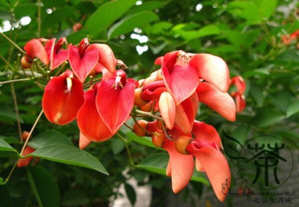 Erythrina Crista-galli, Cockspur Coral Tree Seed 200 PCS, Jiguan Citong - Image 8