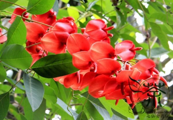 Erythrina Crista-galli, Cockspur Coral Tree Seed 200 PCS, Jiguan Citong - Image 9