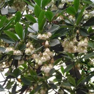 Elaeocarpus Balansae, Japanese Blueberry Tree Seed 300 PCS, Daye Duying