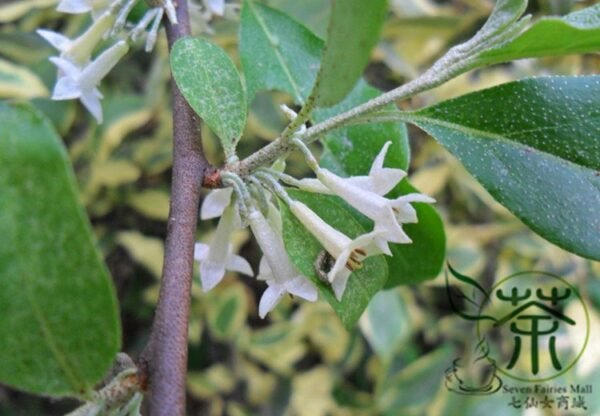 Elaeagnus Umbellata, Umbellata Oleaster Seed 300 PCS, Tree Seeds Niunaizi