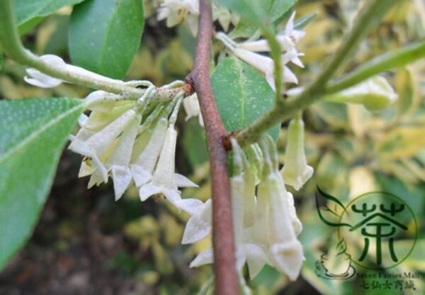 Elaeagnus Umbellata, Umbellata Oleaster Seed 300 PCS, Tree Seeds Niunaizi - Image 3