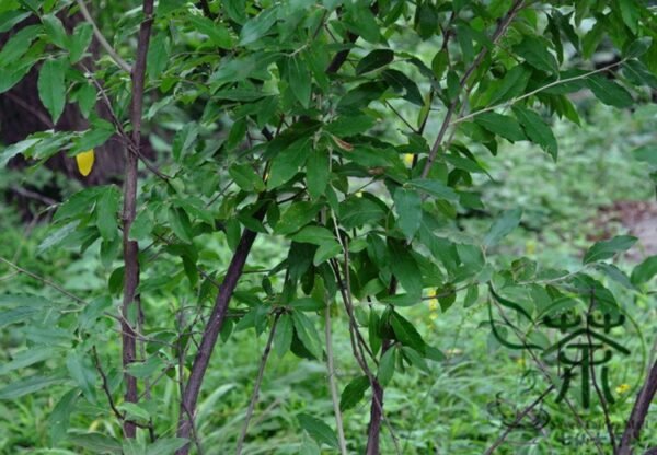 Elaeagnus Umbellata, Umbellata Oleaster Seed 300 PCS, Tree Seeds Niunaizi - Image 4