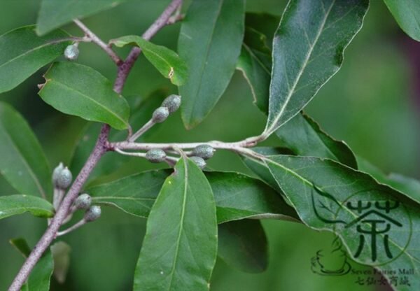 Elaeagnus Umbellata, Umbellata Oleaster Seed 300 PCS, Tree Seeds Niunaizi - Image 5