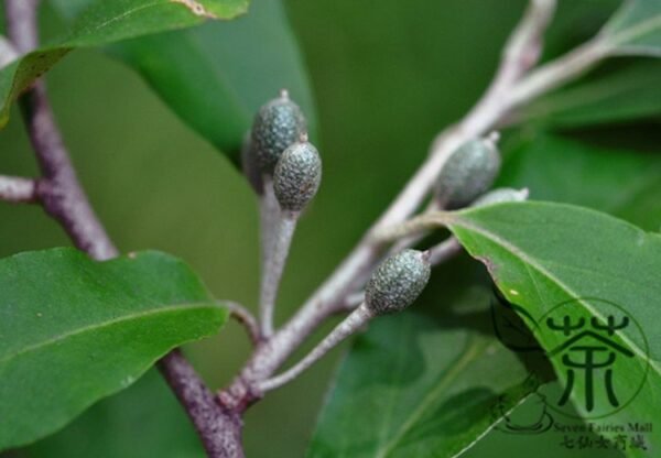 Elaeagnus Umbellata, Umbellata Oleaster Seed 300 PCS, Tree Seeds Niunaizi - Image 6