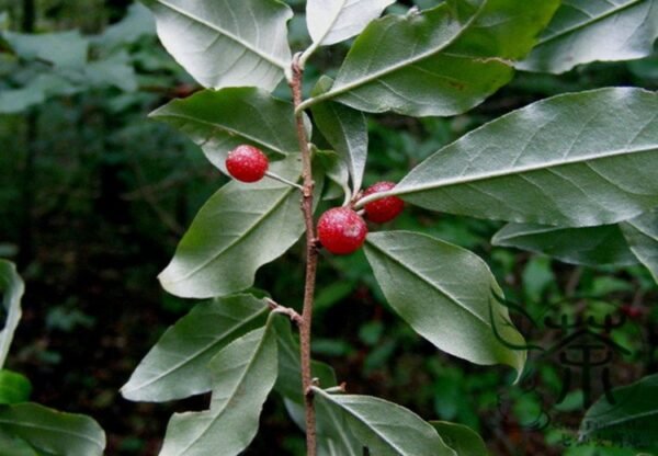 Elaeagnus Umbellata, Umbellata Oleaster Seed 300 PCS, Tree Seeds Niunaizi - Image 7