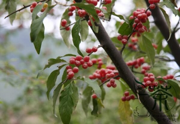 Elaeagnus Umbellata, Umbellata Oleaster Seed 300 PCS, Tree Seeds Niunaizi - Image 8