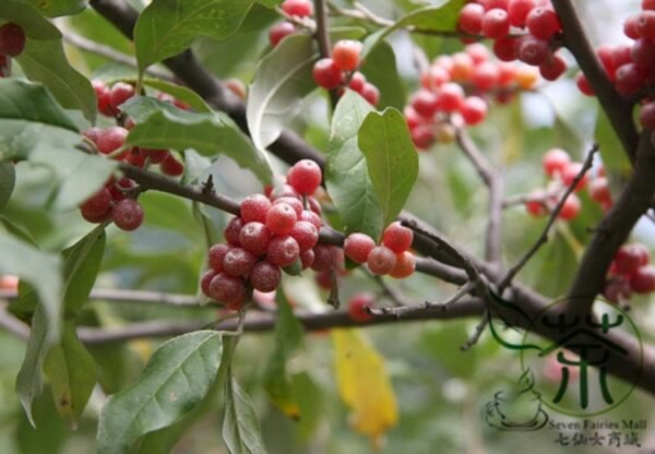 Elaeagnus Umbellata, Umbellata Oleaster Seed 300 PCS, Tree Seeds Niunaizi - Image 9