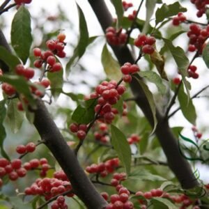 Elaeagnus Umbellata, Umbellata Oleaster Seed 300 PCS, Tree Seeds Niunaizi