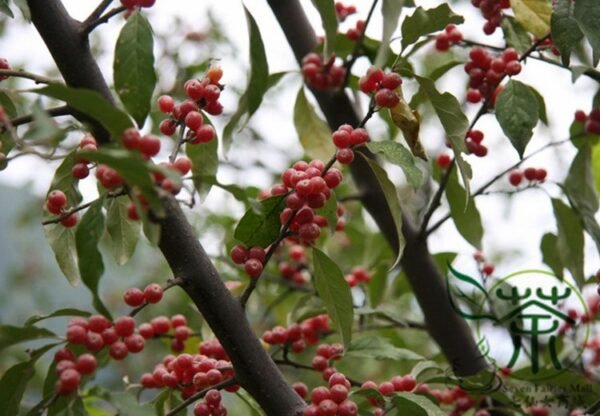 Elaeagnus Umbellata, Umbellata Oleaster Seed 300 PCS, Tree Seeds Niunaizi