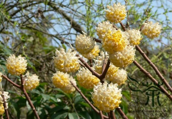 Edgeworthia Chrysantha, Oriental Paperbush Seed 200 PCS, Mitsumata Jiexiang