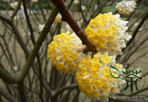 Edgeworthia Chrysantha, Oriental Paperbush Seed 200 PCS, Mitsumata Jiexiang - Image 3