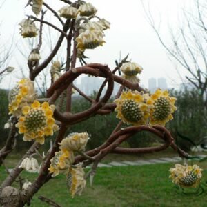 Edgeworthia Chrysantha, Oriental Paperbush Seed 200 PCS, Mitsumata Jiexiang