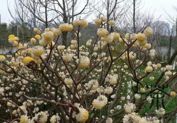 Edgeworthia Chrysantha, Oriental Paperbush Seed 200 PCS, Mitsumata Jiexiang - Image 5