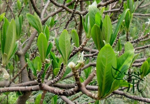 Edgeworthia Chrysantha, Oriental Paperbush Seed 200 PCS, Mitsumata Jiexiang - Image 6