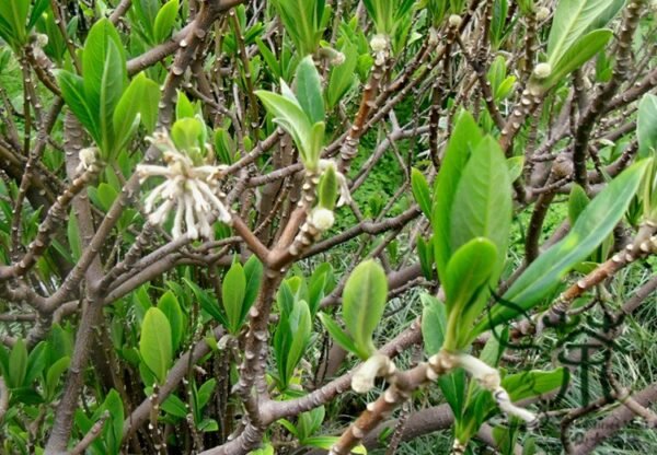 Edgeworthia Chrysantha, Oriental Paperbush Seed 200 PCS, Mitsumata Jiexiang - Image 7