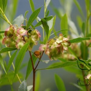 Dodonaea Viscosa, Wild Hopbush Seed 2000 PCS, Chesangzi