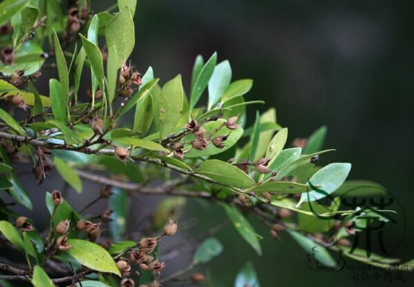 Distylium Racemosum, Witch Hazel Seed 1000 PCS, Winter Hazel Wenmushu - Image 8