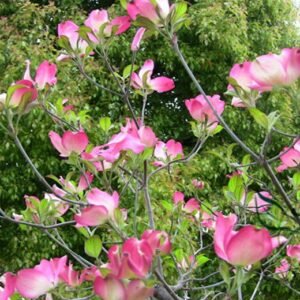 Dendrobenthamia Japonica, Cornus Kousa Seed 500 PCS, Tree Seeds Sizhaohua